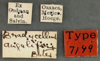 Media type: image;   Entomology 7149 Aspect: labels